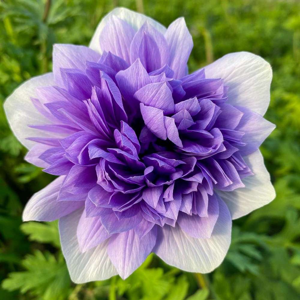 Anemone 'Fullstar Blue'